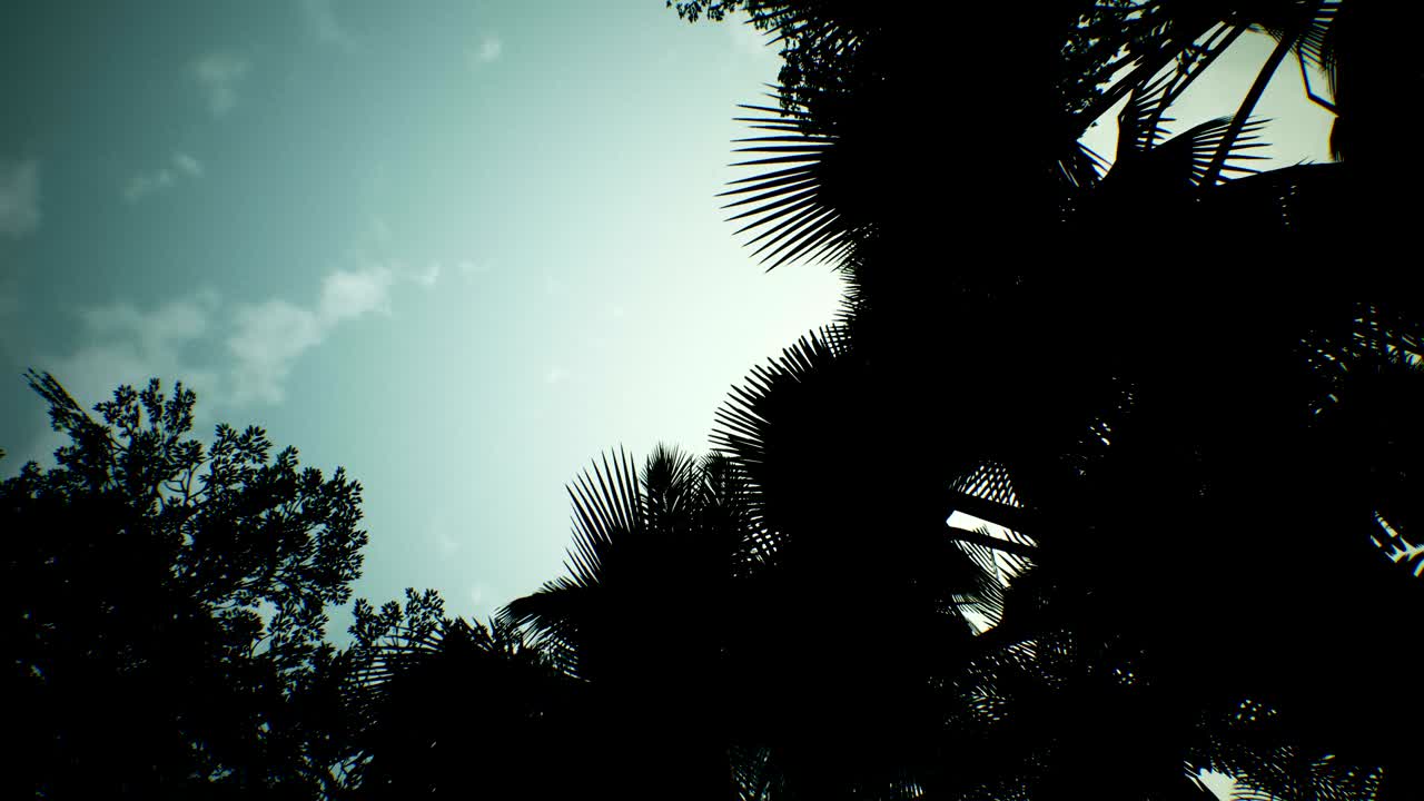 vista en lapso de tiempo sobre una hermosa y exuberante jungla verde. 4k