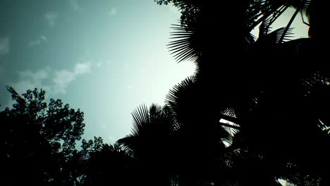 timelapse view over a beautiful lush green jungle. 4k
