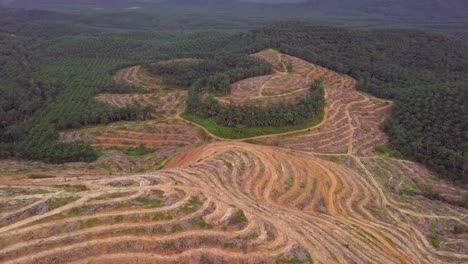 clearing of oil palm plantation for replant at kedah, malaysia, southeast asia.