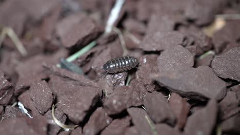 Slow-motion-tracking-follow-shot-of-pill-bug-crawling-across-artificial-rock-surface,-macro-telephoto-view