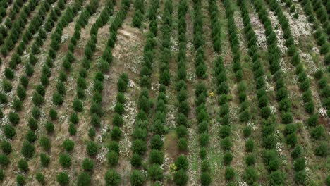 Parcela-De-Tierra-Utilizada-Para-La-Reforestación-Con-Hileras-De-Pequeños-Pinos,-Antena