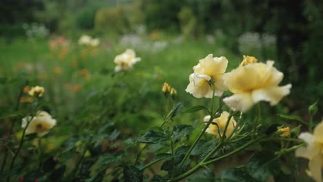 yellow roses in the garden during summer rain