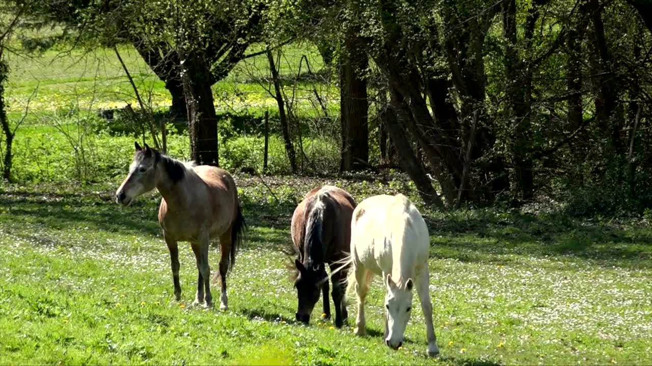 caballos comiendo hierba en el campo en la primavera