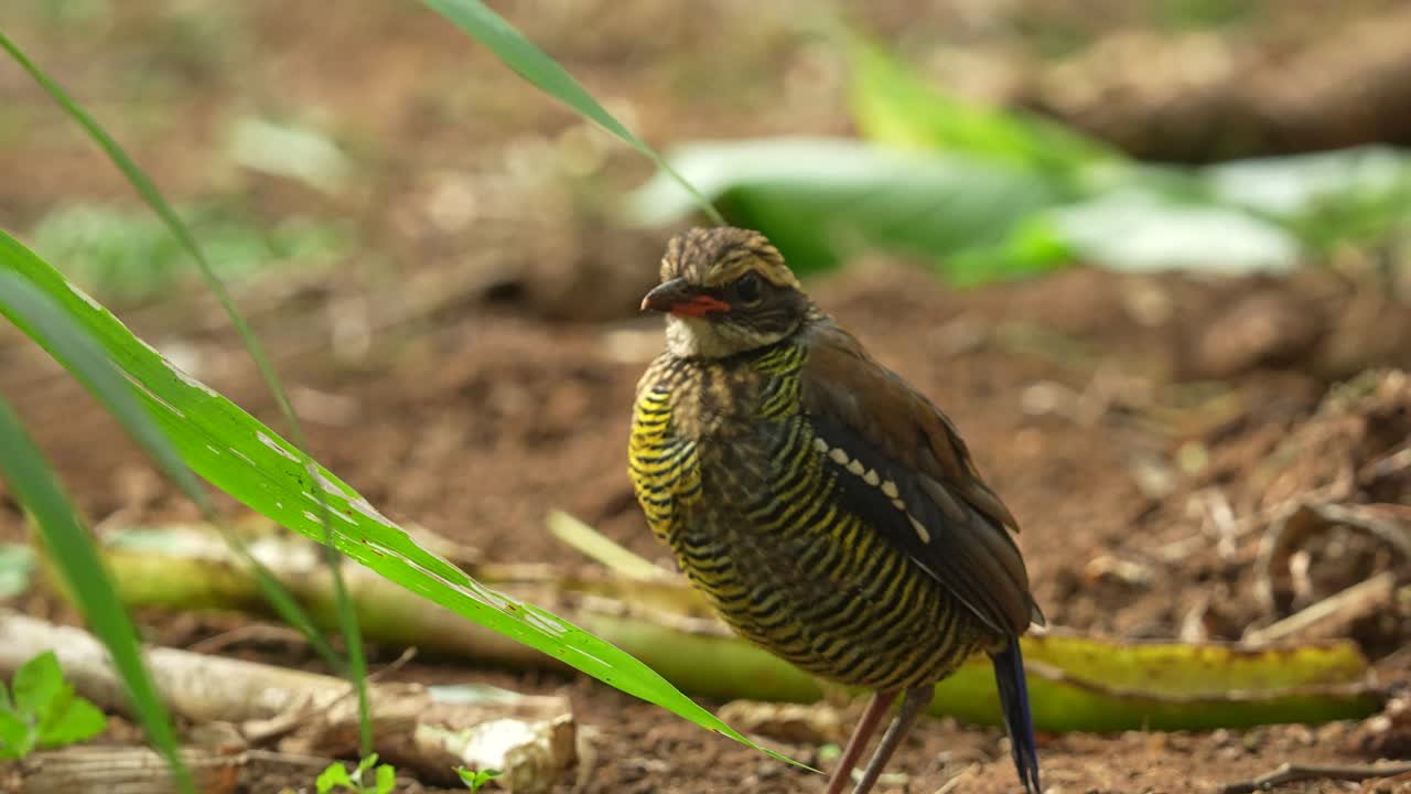 a Javan Banded Pitta bird standing on a patch of reddish-brown earth, possibly a forest floor