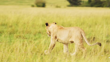 Slow-Motion-Shot-of-African-Wildlife-in-Maasai-Mara,-Young-male-lion-prowling-walking-through-the-green-lush-plains-of-Kenyan-National-Reserve,-Africa-Safari-Animals-in-Masai-Mara-North-Conservancy