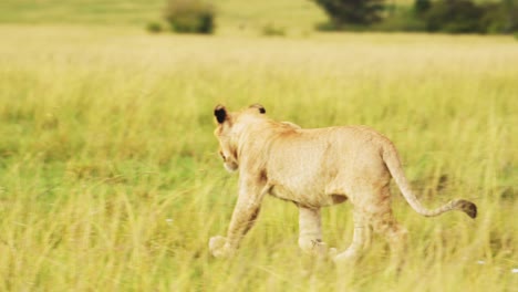 Toma-En-Cámara-Lenta-De-La-Vida-Silvestre-Africana-En-Masai-Mara,-Joven-León-Macho-Merodeando-Caminando-Por-Las-Verdes-Y-Exuberantes-Llanuras-De-La-Reserva-Nacional-De-Kenia,-Animales-De-Safari-Africanos-En-La-Conservación-Del-Norte-De-Masai-Mara