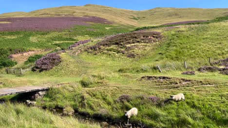Two-sheep-drinking-water-on-lush-grassy-Pentland-Hills,-pair-grazing-in-Scotland