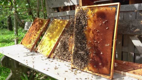 Swarm-of-bees-eating-honey-from-hive-frames-using-ecological-practices