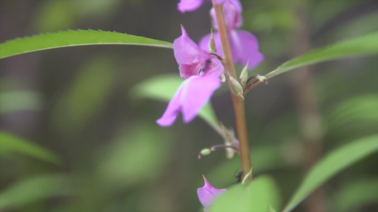 flor púrpura con algunas hormigas que pasan
