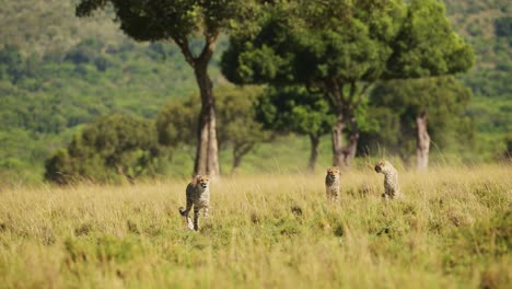 masai mara wildlife, cheetah family walking in long savanna grass, kenya, africa, african safari in maasai mara, amazing beautiful animal in savannah grasses landscape scenery scene