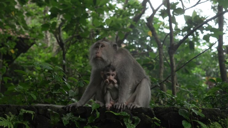 Mamma scimmia che tiene in braccio il suo cucciolo nella foresta di Ubud, Bali, fauna selvatica di primati da vicino