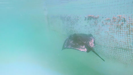 stingray nadando en cámara lenta recorrido privado por la isla de half moon cay bahaman water