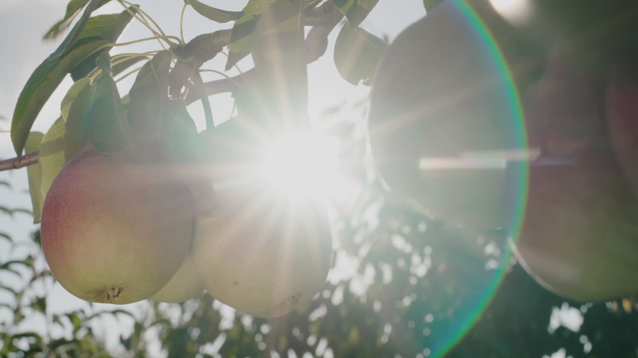 peras jugosas maduran en una rama al sol