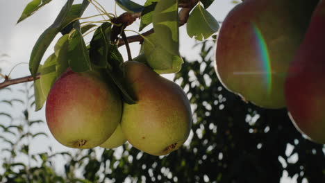 juicy pears ripen on a branch in the sun