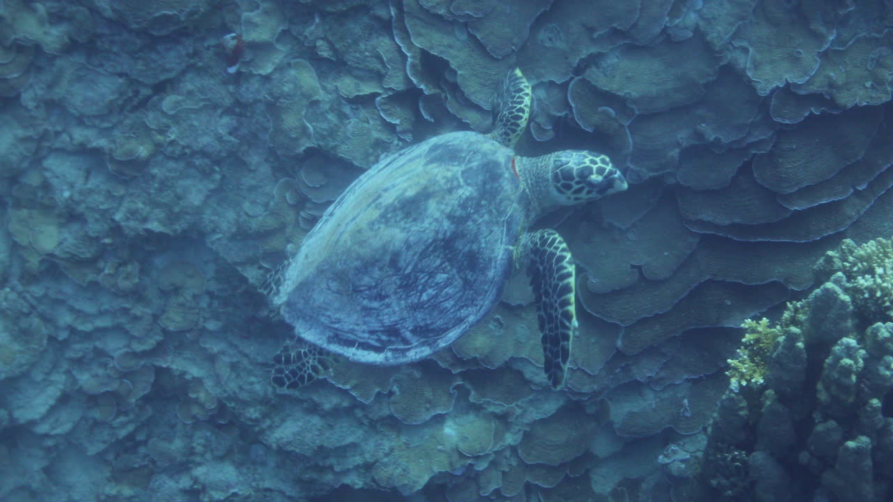Sea Turtle in the Coral Reef of The Red Sea of Egypt