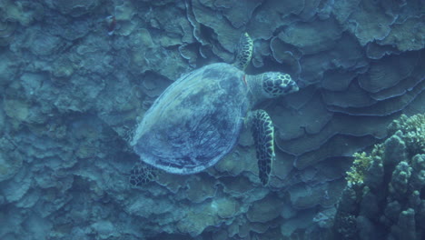 Sea-Turtle-in-the-Coral-Reef-of-The-Red-Sea-of-Egypt