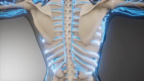 vasos sanguíneos del cuerpo humano