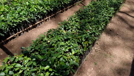 Young-coffee-plants-in-black-plastic-bags-neatly-organised-rows-at-a-coffee-farming-nursery-in-East-TImor,-Southeast-Asia