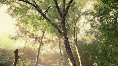 Evening-forest-with-sun-and-volume-light