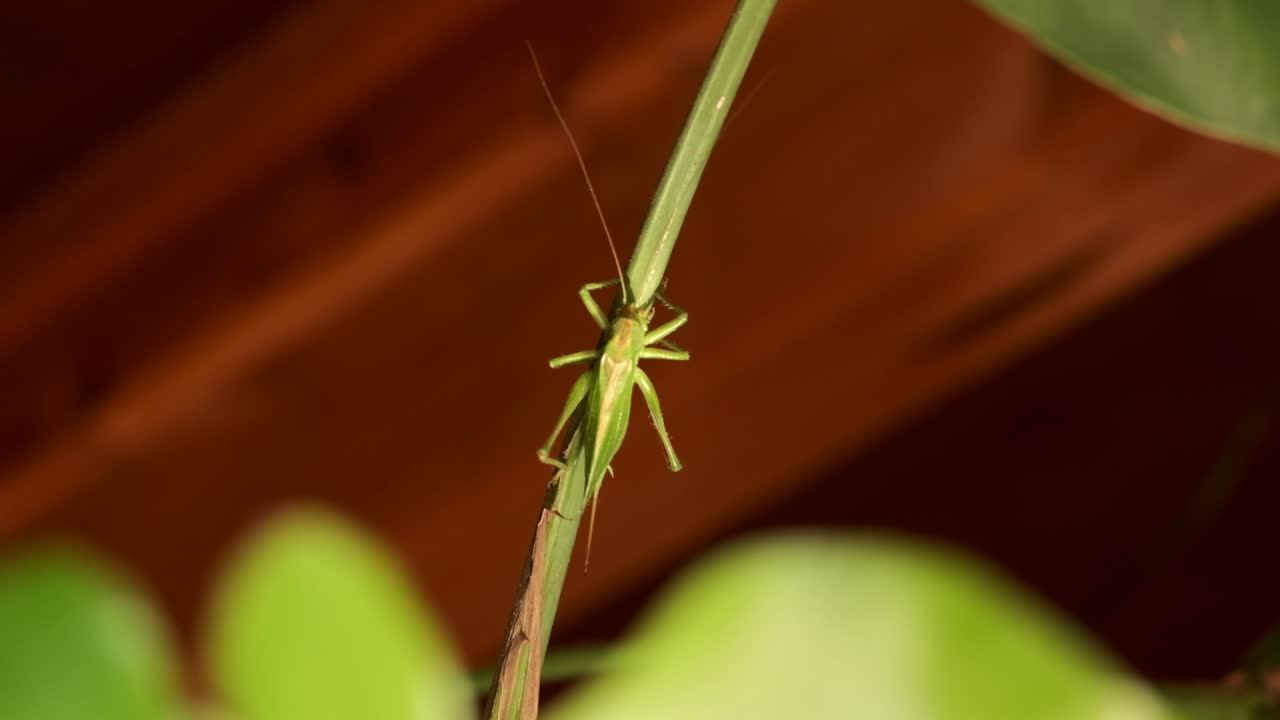 A green katydid grasshopper clings to a curved plant stem in dramatic lighting against a dark background.