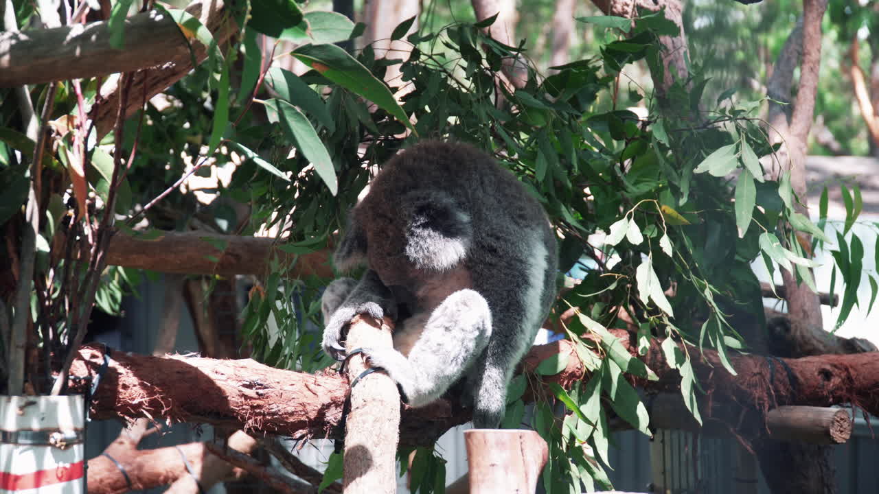koala descansando y durmiendo en la rama de un árbol de eucalipto en el hospital koala, port macquarie, australia - plano general