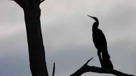 Anhinga-in-tree-UHD-MP4-4k-Video