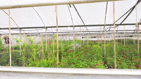el florista camina entre las rosas rojas en el invernadero.