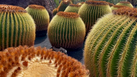 this closeup shot captures the intricate details of cacti in the cactus garden of lanzarote