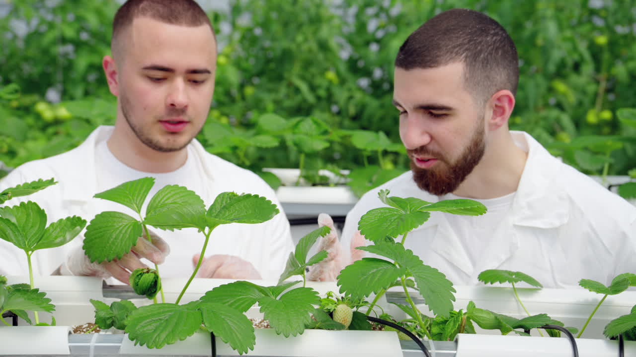 Two laboratory technicians in white coats working with wild strawberry grown with the Hydroponic method in a greenhouse