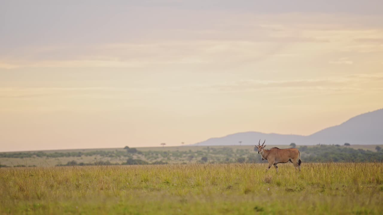topi corriendo a través del hermoso y exuberante paisaje africano, montañas en el fondo en la sabana vacía sabana, vida silvestre africana en masai mara