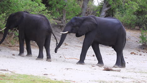 Zwei-Afrikanische-Buschelefantenbullen-Ringen-Um-Die-Vorherrschaft-In-Botswana