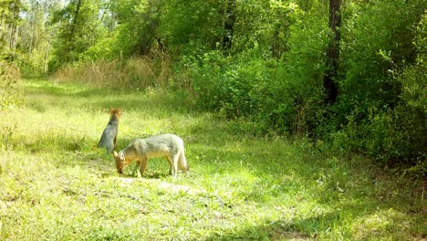 Pair-of-gray-foxes,-one-sits-and-relaxes-while-other-one-eats