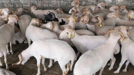 many sheep in a pen