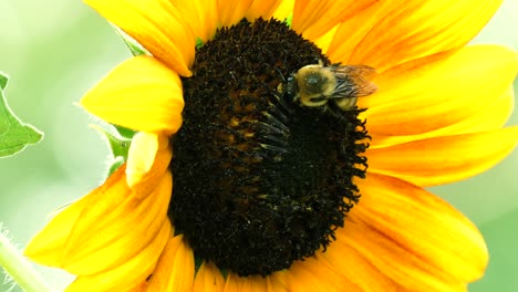 Toma-4k-De-Abejas-Polinizando-Un-Girasol-En-Un-Día-Soleado-De-Verano