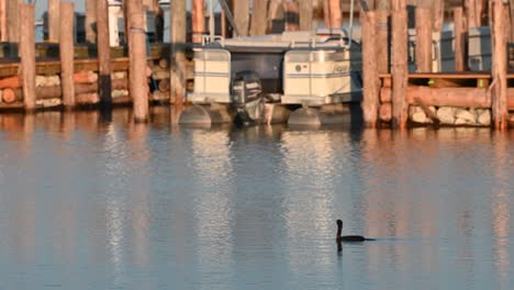 Black-Cormorant-bird-swimming-along-lake-shoreline-dock,-Michigan