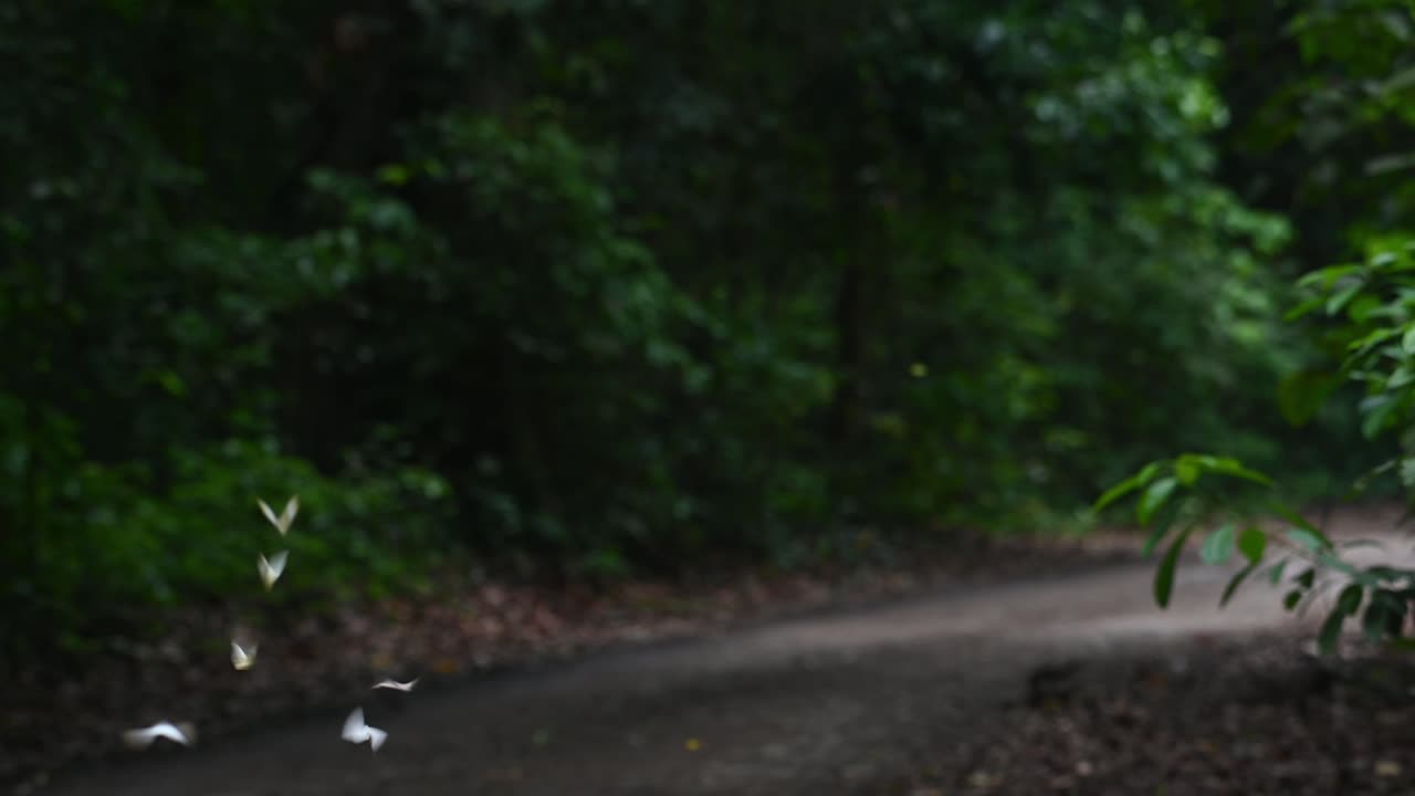 유네스코 세계문화유산인 태국 카엥 크라찬 국립공원의 열대우림 어딘가에 흐르는 나비