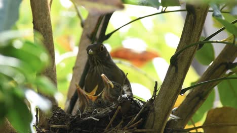 Red-bellied-thrush-bird-feeding-chicks-in-the-nest-with-Pitanga-fruit