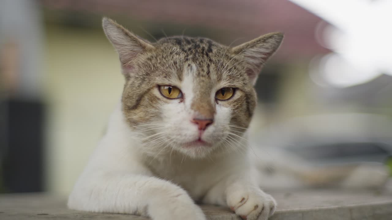 Gatto asiatico rilassato che guarda la fotocamera in una giornata di sole