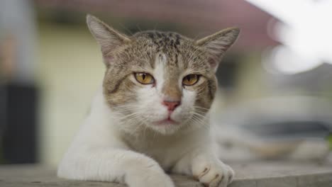 relaxed asian cat looking at the camera on a sunny day