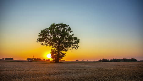 static shot sunset over a ripe wheat field during evening time in timelapse