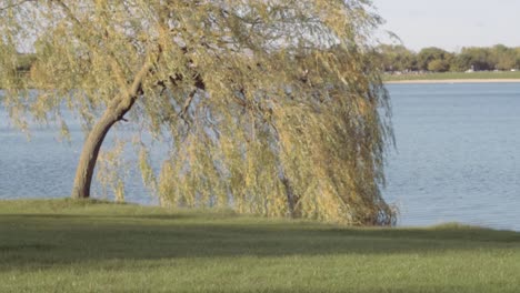 weeping willow tree overhanging lake