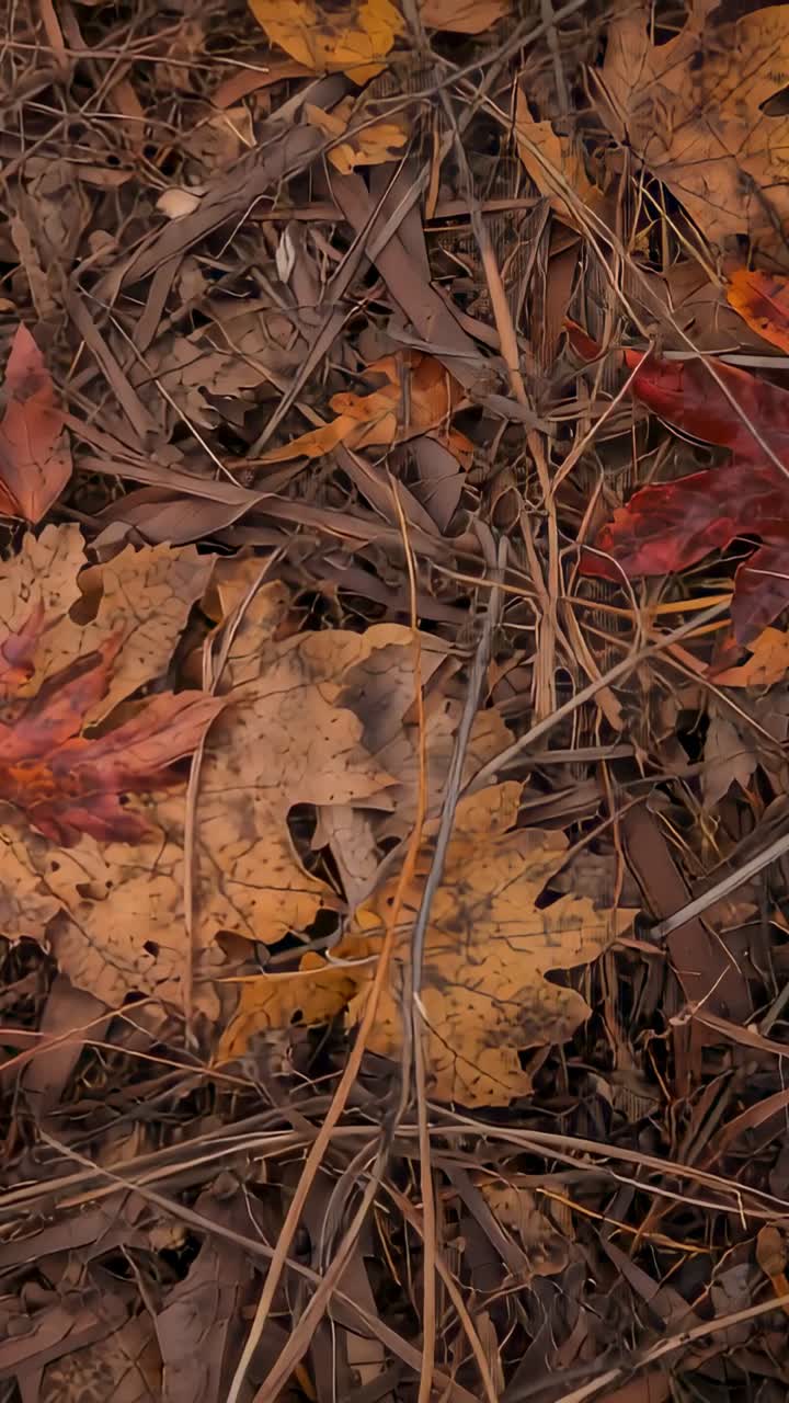 Vertical video: Recording camera shifting over forest floor, showing maple leaf and pine needles
