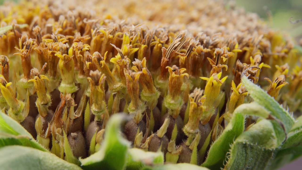 Cabeza de girasol marchita con semillas secándose. Primer plano con alejamiento de zoom.