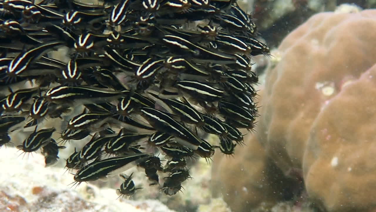 School of Striped Fish on Coral Reef