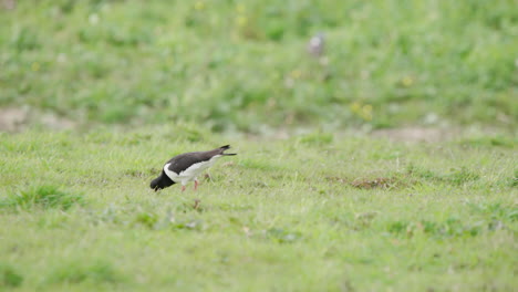 Oystercatcher-bird-pecking-at-ground-while-grazing-in-grassy-pasture