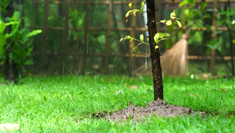 closeup tree with working water sprinkler