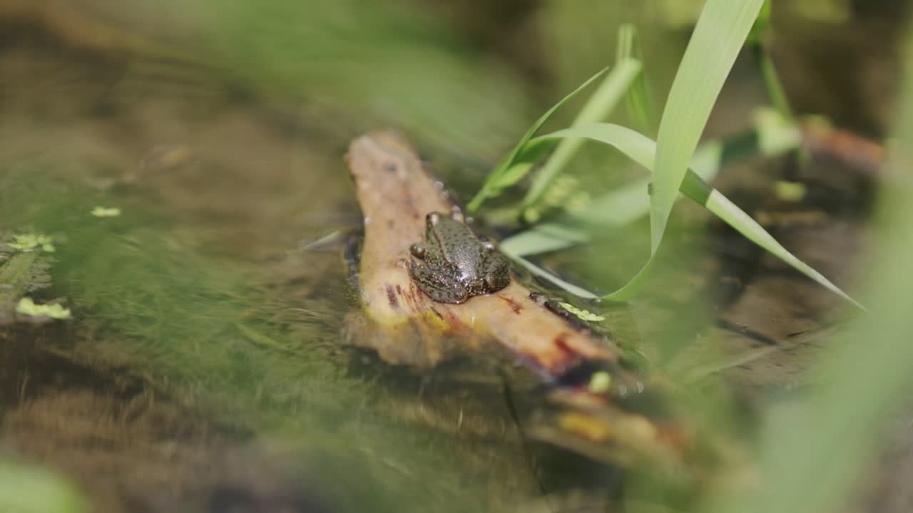 작은 개구리가 막대기 위에 쉬고 있다