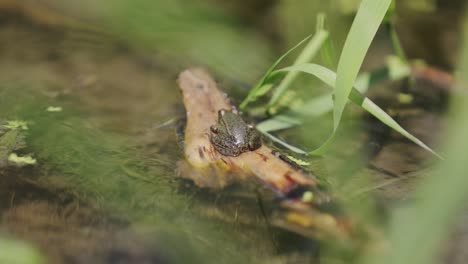 a little frog is resting on a stick