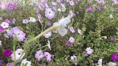 Inside-the-morning-glory-bush-on-a-windy-day