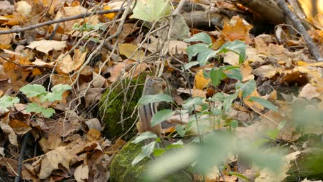 chipmunk walking on forest floor, covered with fall coloured leaves